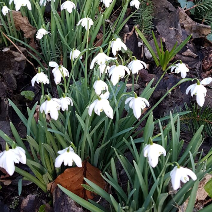 George Williams Antiques Course Voucher