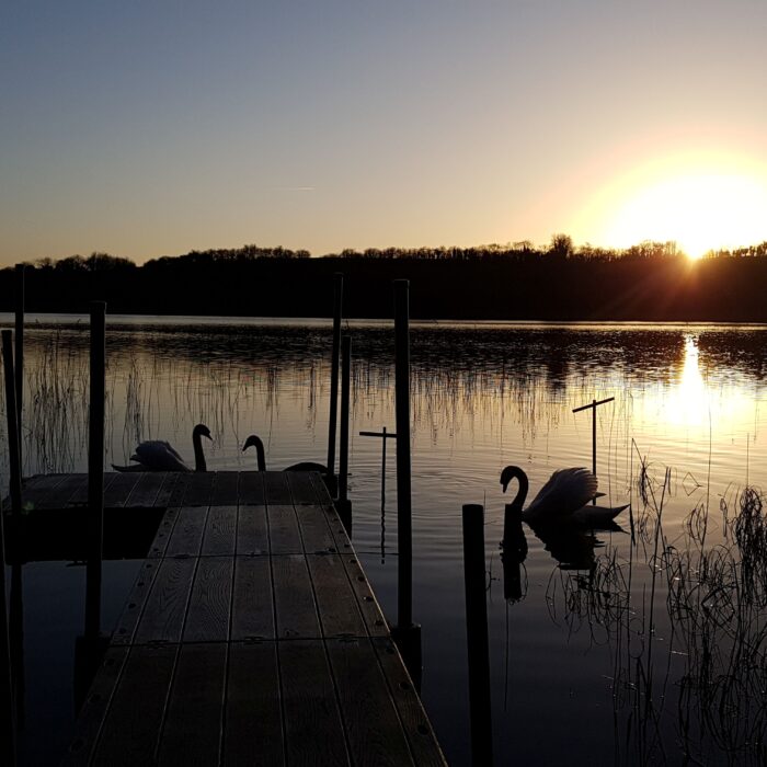 George Williams Antiques Christmas Offer.